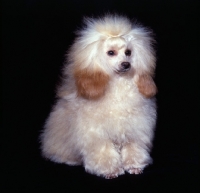 Picture of apricot toy poodle in puppy clip