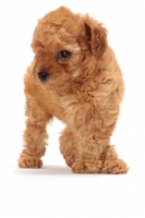 Picture of apricot toy Poodle puppy, looking away