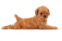 Picture of apricot toy Poodle puppy lying down