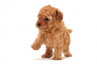Picture of apricot toy Poodle puppy, one leg up