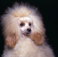 Picture of apricot toy poodle puppy, portrait on black background