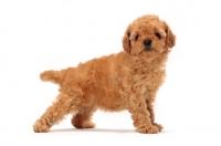 Picture of apricot toy Poodle puppy, side view