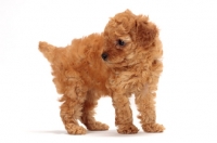 Picture of apricot toy Poodle puppy