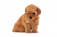 Picture of apricot toy Poodle puppy