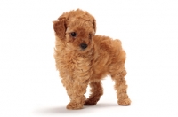 Picture of apricot toy Poodle puppy