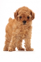 Picture of apricot toy Poodle puppy