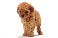 Picture of apricot toy Poodle puppy