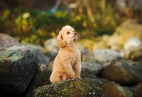Picture of apricot toy Poodle sitting on rock