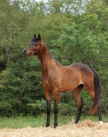 Picture of Arab (Egyptian) horse full body