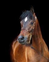Picture of Arab (Egyptian) horse looking at camera