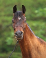 Picture of Arab (Egyptian) horse looking at camera