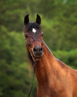 Picture of Arab (Egyptian) horse looking towards camera with green background
