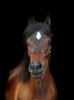 Picture of Arab (Egyptian) horse with marking star looking at camera