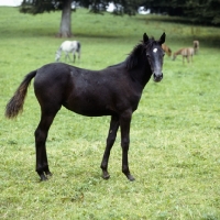 Picture of Arab foal full body at marbach