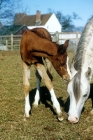 Picture of arab foal nuzzling mother