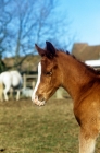 Picture of arab foal