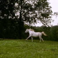 Picture of Arab German mare cantering  at marbach, full body  