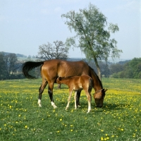 Picture of Arab German mare with foal suckling at marbach,