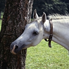 Picture of Arab Germany  at marbach, head study