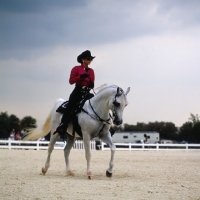 Picture of Arab Horse with woman rider at Tampa Show Western Saddle Class, USA 
