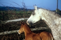 Picture of arab mare and foal looking out from their field