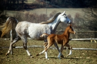 Picture of arab mare and foal running