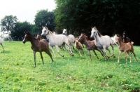 Picture of arab mare and foals running at marbach stud