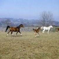 Picture of arab mare and foals running