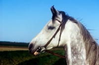 Picture of arab mare, head study