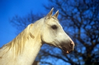 Picture of arab mare, head study