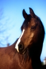 Picture of arab mare in uk, portrait