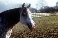 Picture of arab mare, portrait