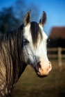 Picture of arab mare, portrait