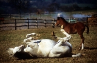 Picture of arab mare rolling beside arab foal