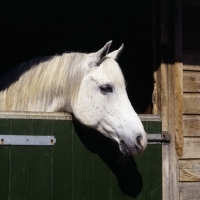 Picture of Arab mare UK looking at of stable, head study 