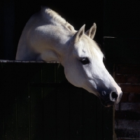 Picture of Arab mare UK looking out of stable