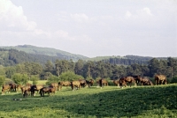 Picture of arab mares and foals at marbach stud, germany