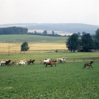 Picture of Arab mares and foals at Marbach Germany