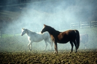 Picture of arab mares in a field with misty background