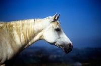 Picture of arab mare