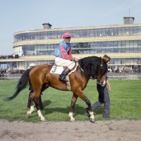 Picture of Arab Polish with jockey at Warsaw races