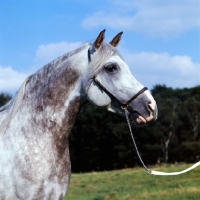 Picture of Arab stallion,  portrait