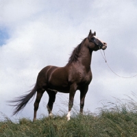 Picture of Arab stallion Blue Halo,  low angle shot 