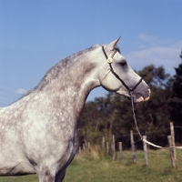 Picture of Arab stallion head and shoulders  