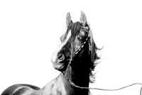 Picture of arab stallion, head study