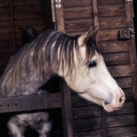 Picture of Arab stallion looking out of stable