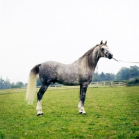 Picture of arab stallion on grass, looking ahead