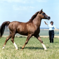 Picture of Arab stallion on lungeing rein trotting 