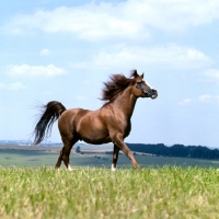 Picture of Arab stallion running in a field
