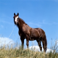 Picture of arab stallion standing on a hill
